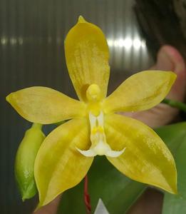 Phalaenopsis Mambo