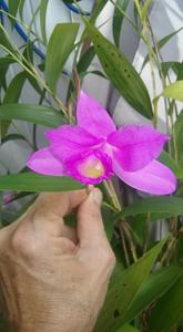 Sobralia Nick Rogers