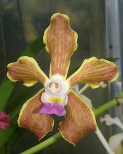 Vanda Kalihi Beauty