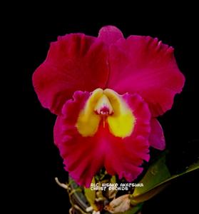 Rhyncholaeliocattleya Hisako Akatsuka