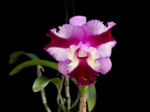 Cattleya Varut Song