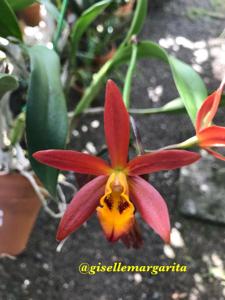 Cattlianthe Golden Treat