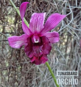 Dendrobium Indonesia Raya