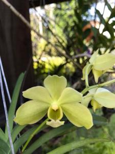 Vanda Hawaiian Verde