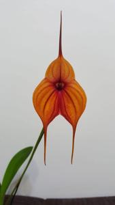 Masdevallia Dark Angel