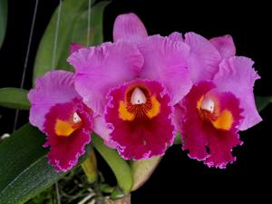 Rhyncholaeliocattleya Phet Ratsima