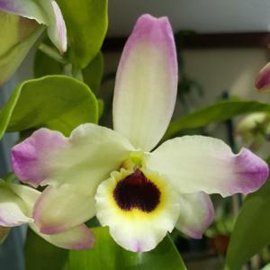 Dendrobium Oriental Paradise