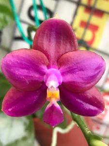 Phalaenopsis Jong's Red Son