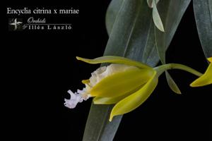 Prosthechea Marina