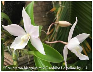 Caulocattleya Millie Bridgewater