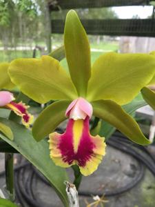 Rhyncholaeliocattleya Crowfield