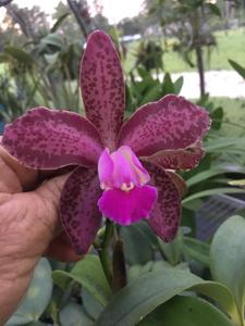 Cattleya Exotic's Plum Leopard