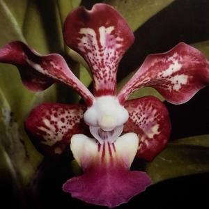 Vanda Joan Warne