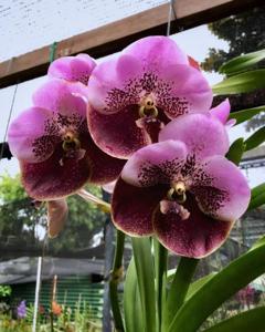 Vanda Udomsri