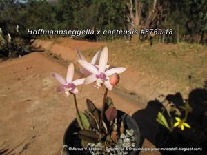 Cattleya caetensis