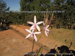 Cattleya caetensis