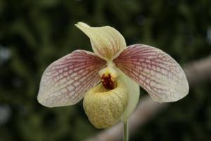 Paphiopedilum Memoria Larry Heuer
