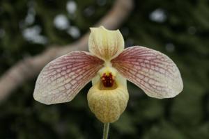 Paphiopedilum Memoria Larry Heuer