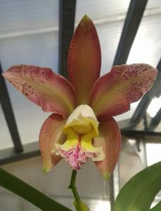 Cattleya Crashleyi