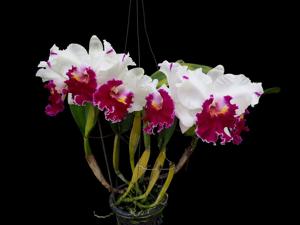 Cattleya Longriver Compton