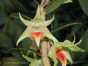 Dendrobium Peng Seng