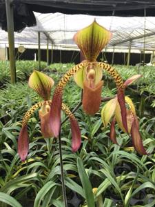 Paphiopedilum Low Hum