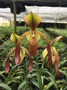 Paphiopedilum Low Hum