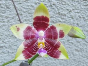 Phalaenopsis Malibu Imp