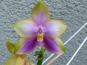 Phalaenopsis YangYang Pink Mary