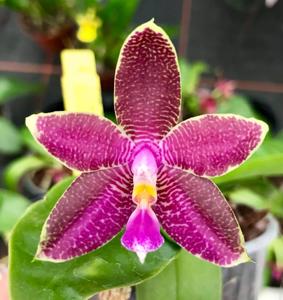 Phalaenopsis Penang Girl-Luedde-violacea