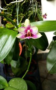 Phalaenopsis Jia Ho Summer Love