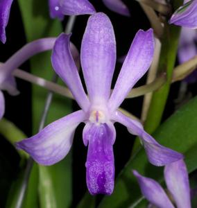 Vandachostylis Lou Sneary