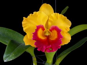 Rhyncholaeliocattleya Thongsupran