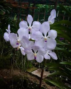 Vanda Adisak