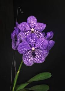 Vanda Rothschildiana