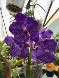 Vanda Pakchong Blue