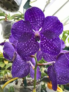 Vanda Pakchong Blue