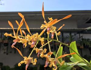 Dendrobium Malayan Orange