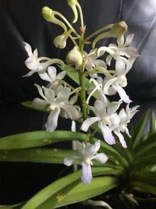 Vandachostylis Fuchs Ocean Spray