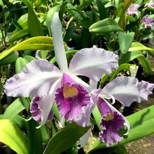 Cattleya Canhamiana