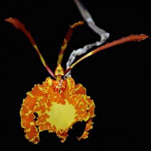 Psychopsis Pavane