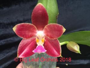 Phalaenopsis Pylo's Superman