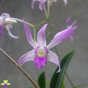 Dendrobium Jaquelyn Thomas