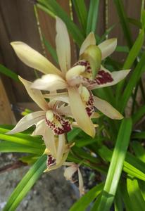 Cymbidium Tender Love