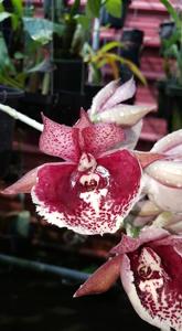 Catasetum Chong Keng Yong