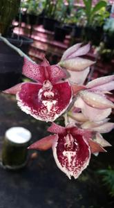 Catasetum Chong Keng Yong