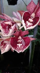 Catasetum Chong Keng Yong