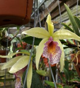 Brassocattleya Playa Majagua