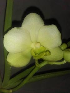 Papilionanda Tansri Ong Keehui