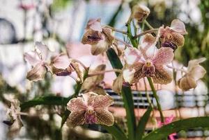 Vanda A'Pura